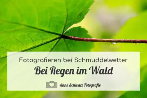 Fotografieren im Wald bei Regen