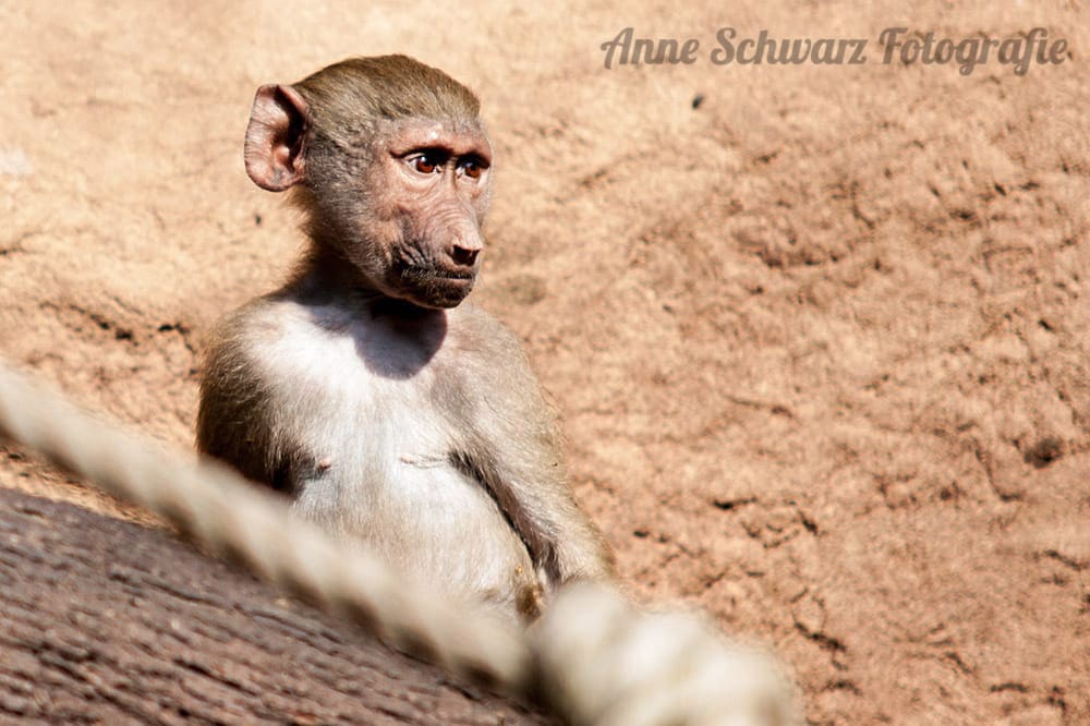 Affe im Kölner Zoo