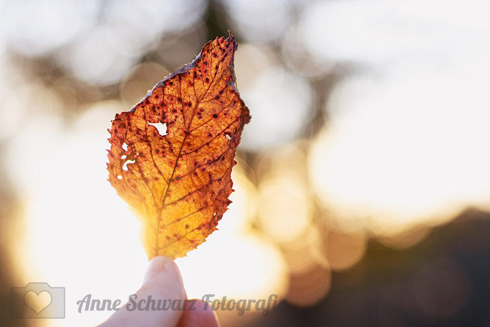 Herbstblatt im Gegenlicht