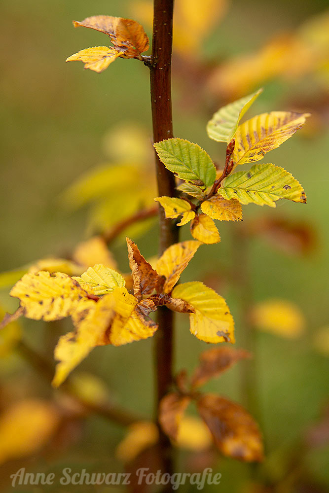 Fotografieren im Herbst - Bunte Blätter