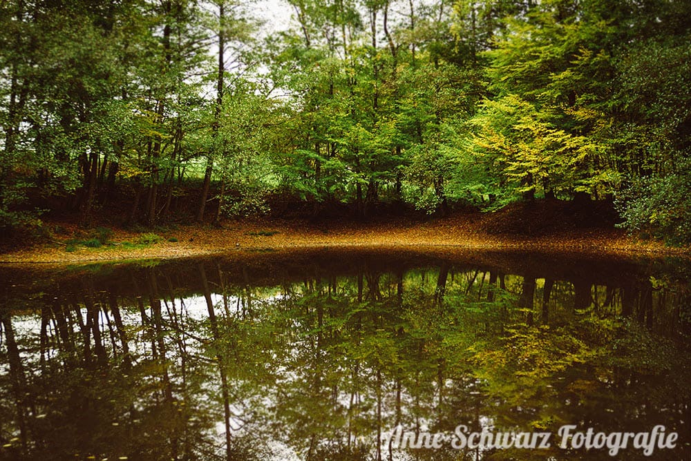 Herbstspaziergang - Teich im Wald