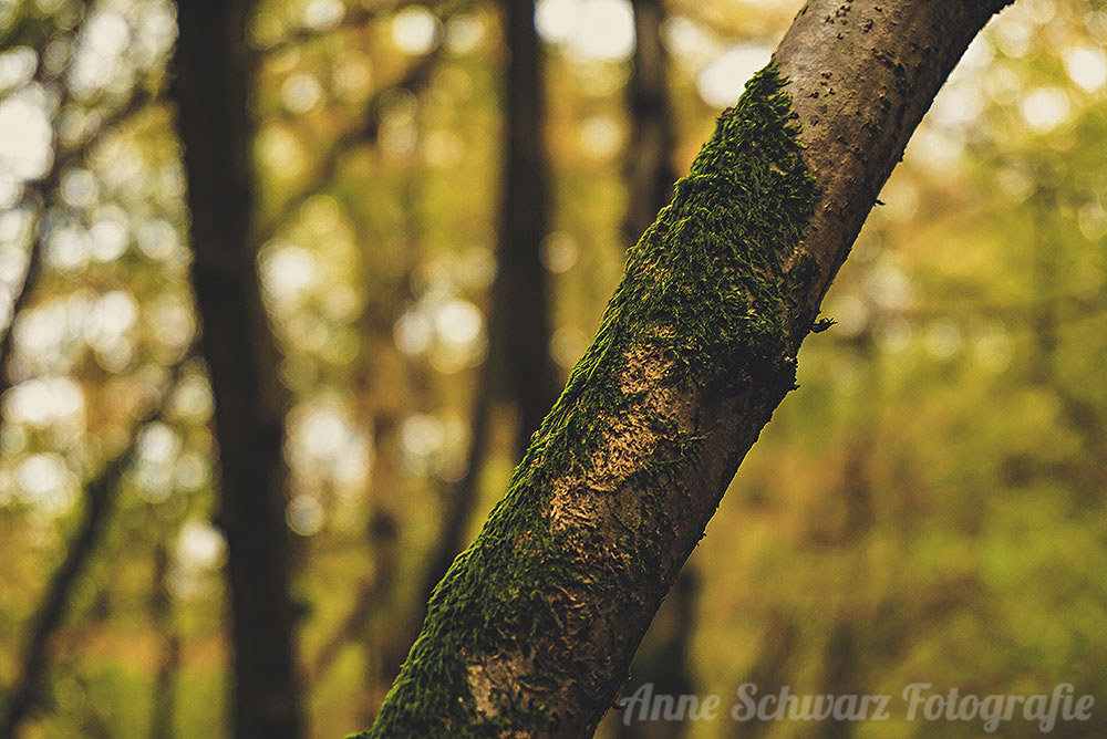 Herbstspaziergang im Wald - Moos