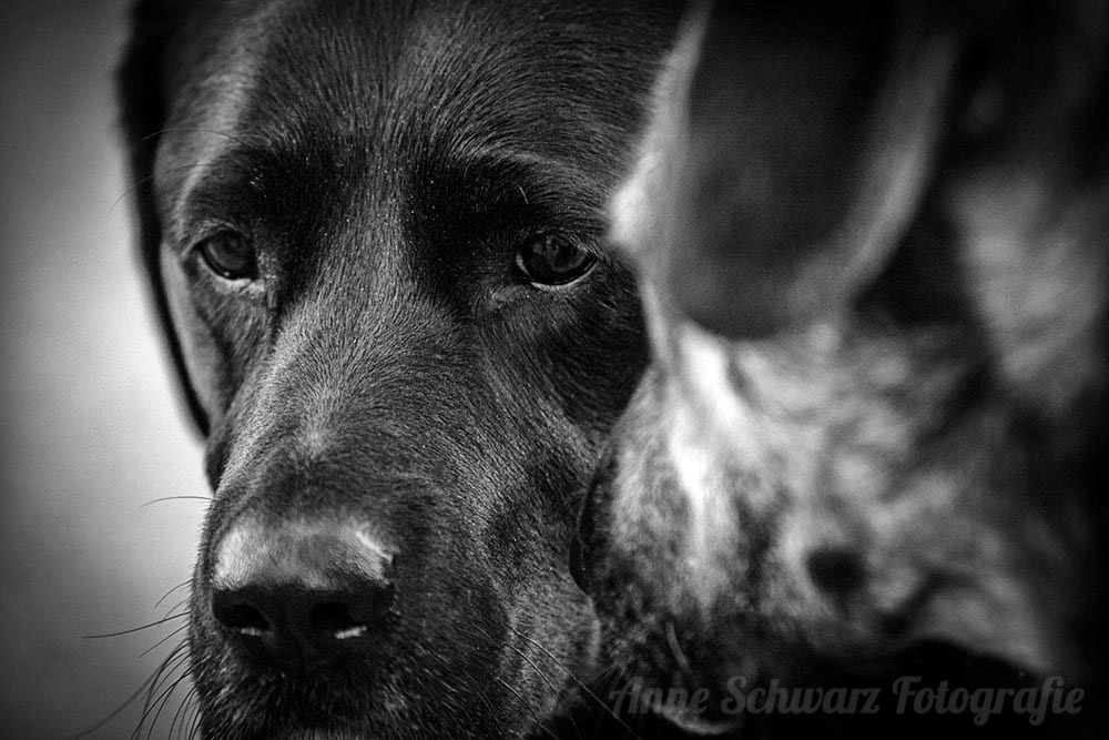 Hundeportrait in schwarz-weiß