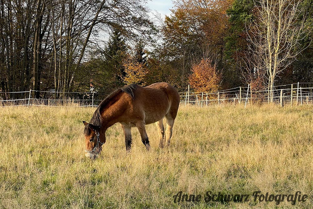 Fotos mit dem iPhone 12 Pro - Pferd