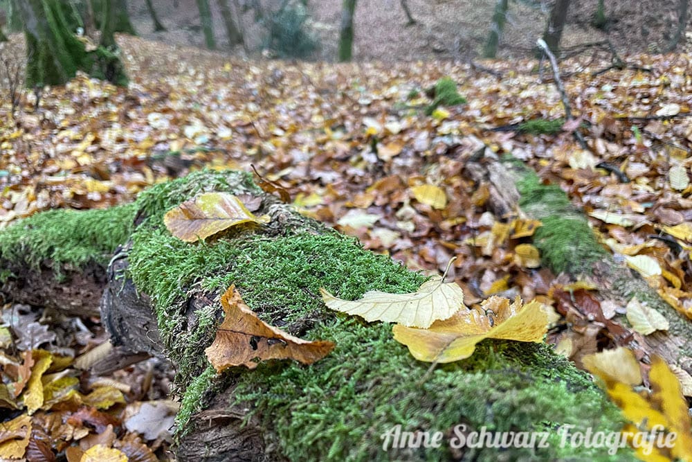Fotos mit dem iPhone 12 Pro - im Wald