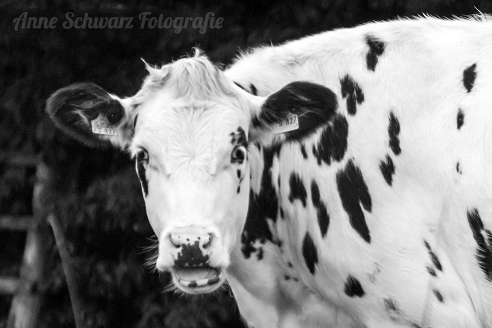 Kuh-Portrait in schwarz-weiß