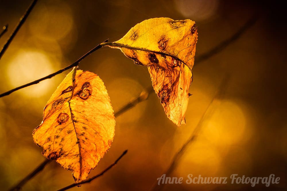 Leuchtende Blätter im Herbst