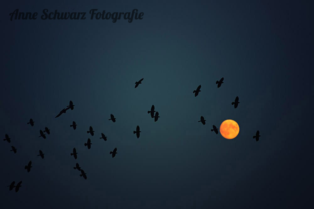 Vögel kreisen am Nachthimmel