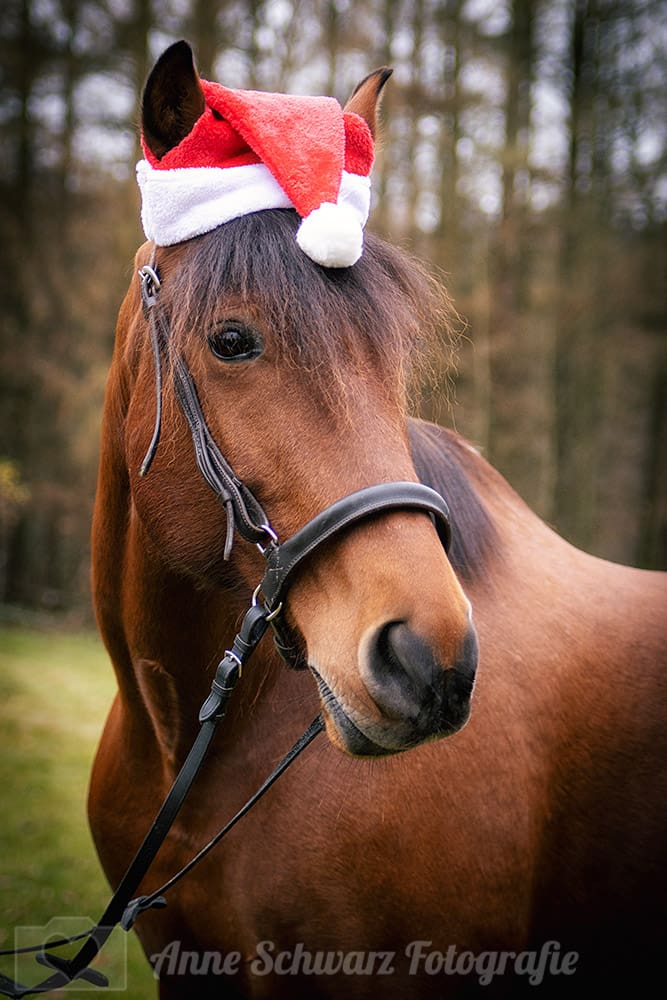Weihnachtsshooting mit meinem Pferd