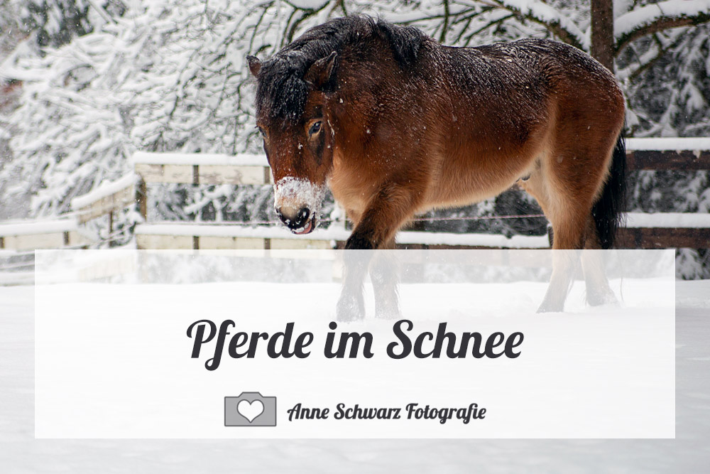 Pferde im Schnee fotografieren