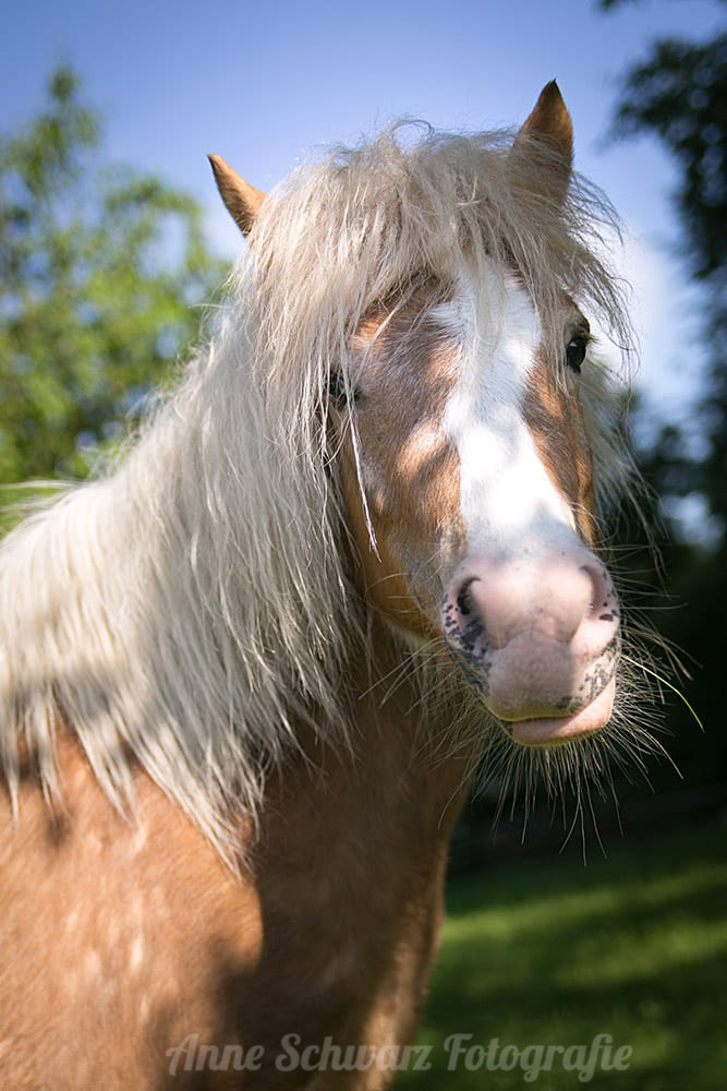 Pony Bella