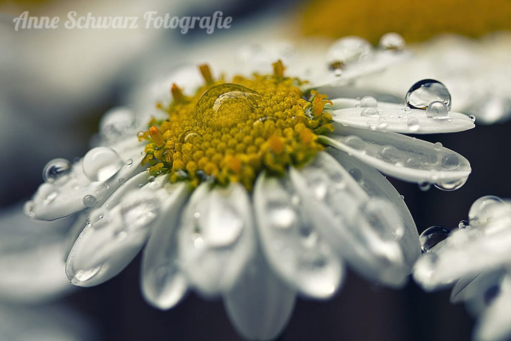 Regentropfen auf einer Blüte