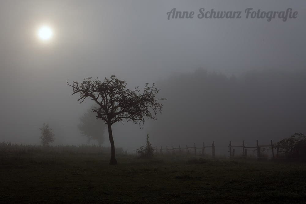 Sonnenaufgang bei Nebel