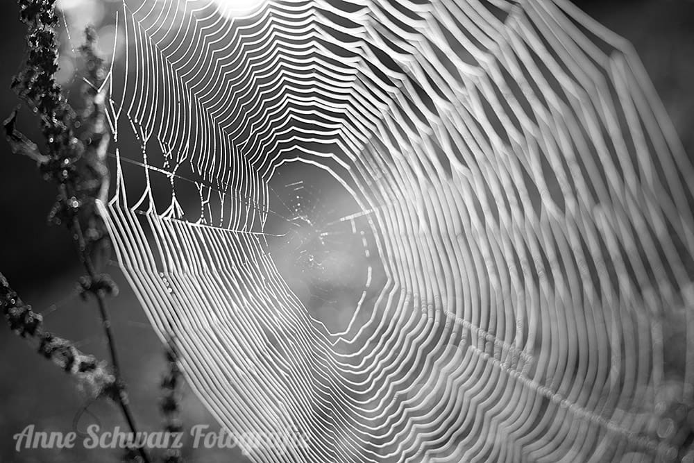 Spinnennetz im Herbst