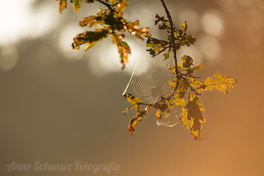 Spinnenweben im Herbst