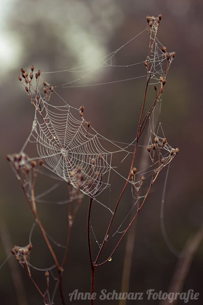 Spinnenweben im Herbst