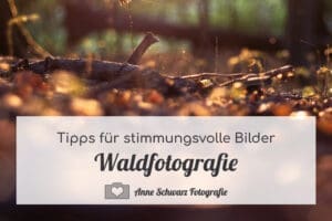 Waldfotografie - Tipps für stimmungsvolle Bilder