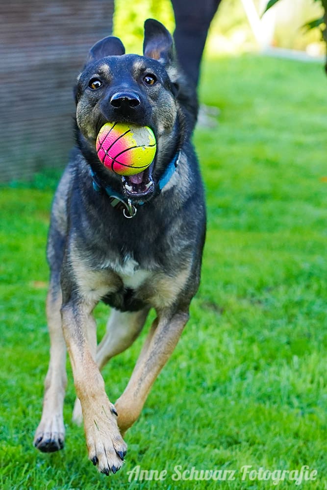 Hundefotografie mit der Sony a7 III