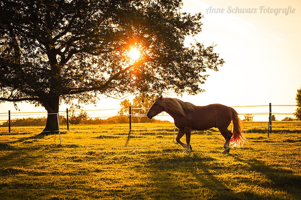 Pferdefotografie bei Abendlicht