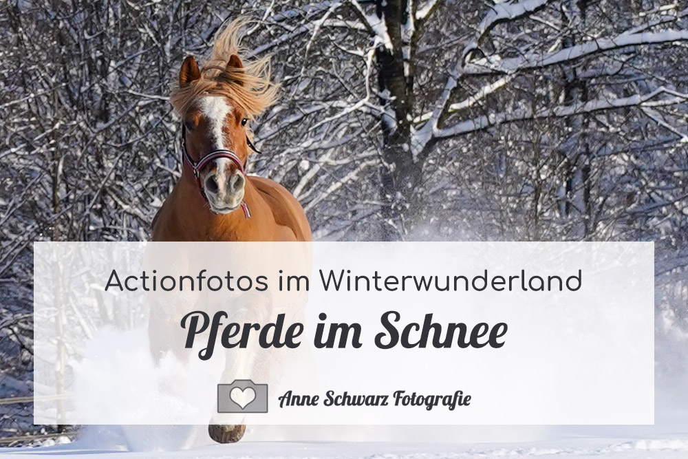 Pferde im Schnee fotografieren