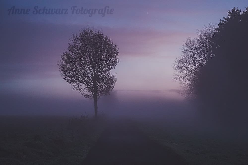 Frühnebel