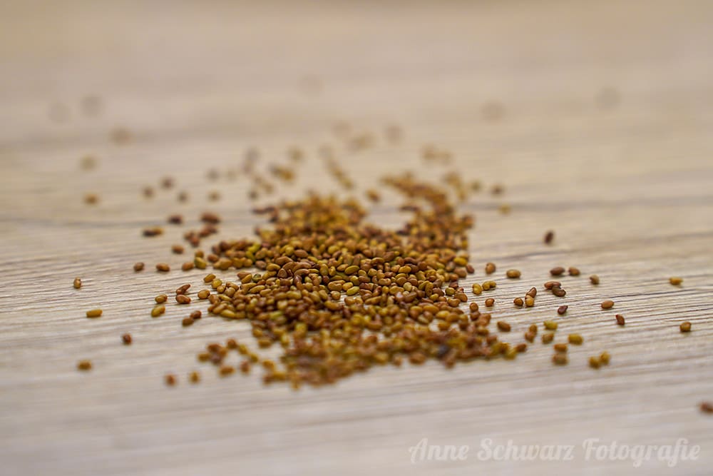 Alfalfa-Keimsprossen - Tag 1