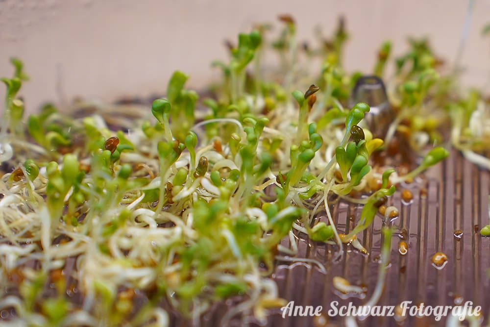 Alfalfa-Keimsprossen - Tag 7