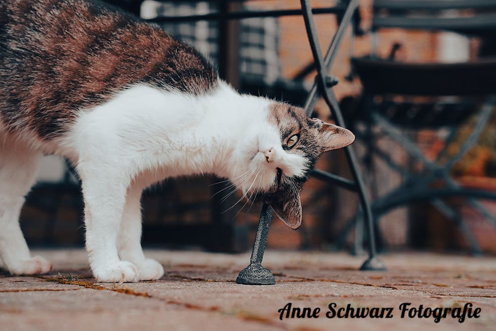 Katze