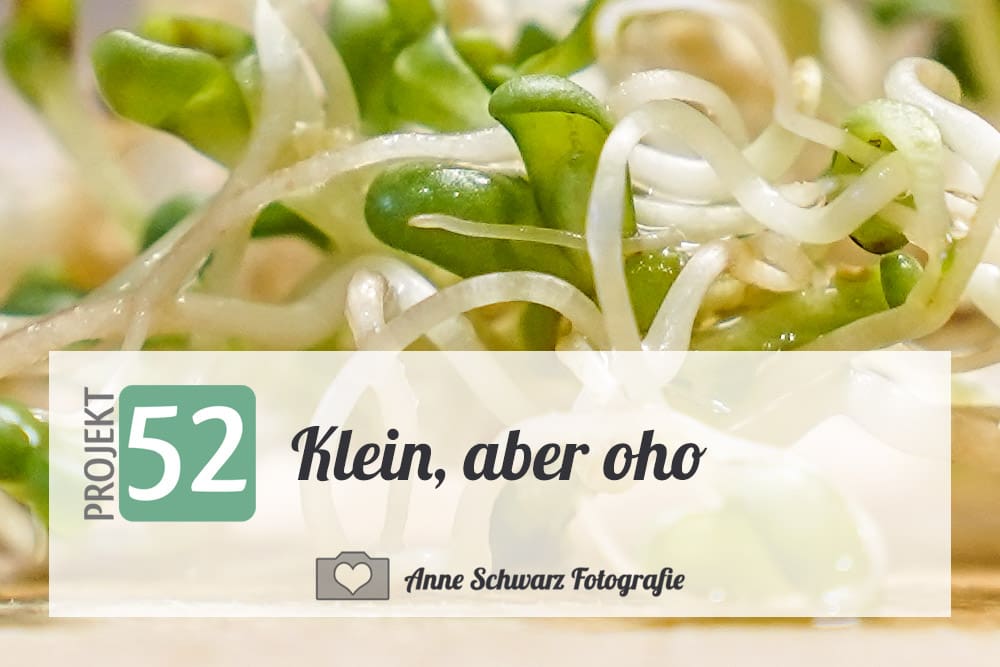 Projekt 52 - Keimsprossen - Klein, aber oho
