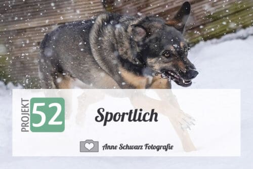 Projekt 52 - Sportlich - Hund im Schnee