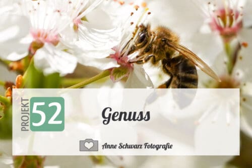 Projekt 52 - Genuss - Biene