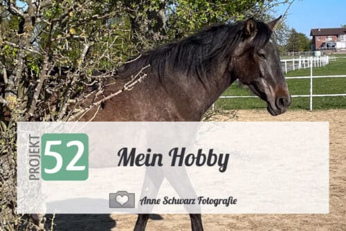 Projekt 52 - Mein Hobby - Pferde