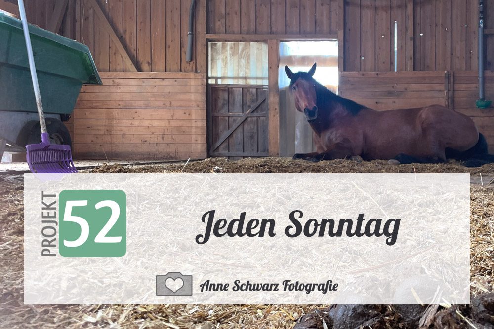 Projekt 52 - Jeden Sonntag - Pferdestall misten
