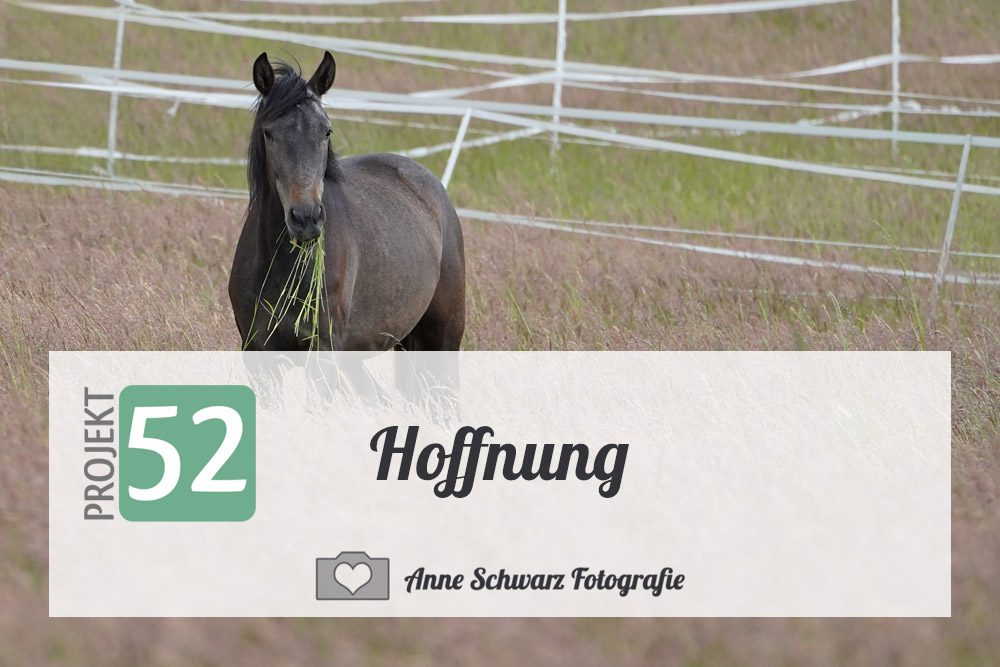 Projekt 52 - Hoffnung - Jungstute Feli