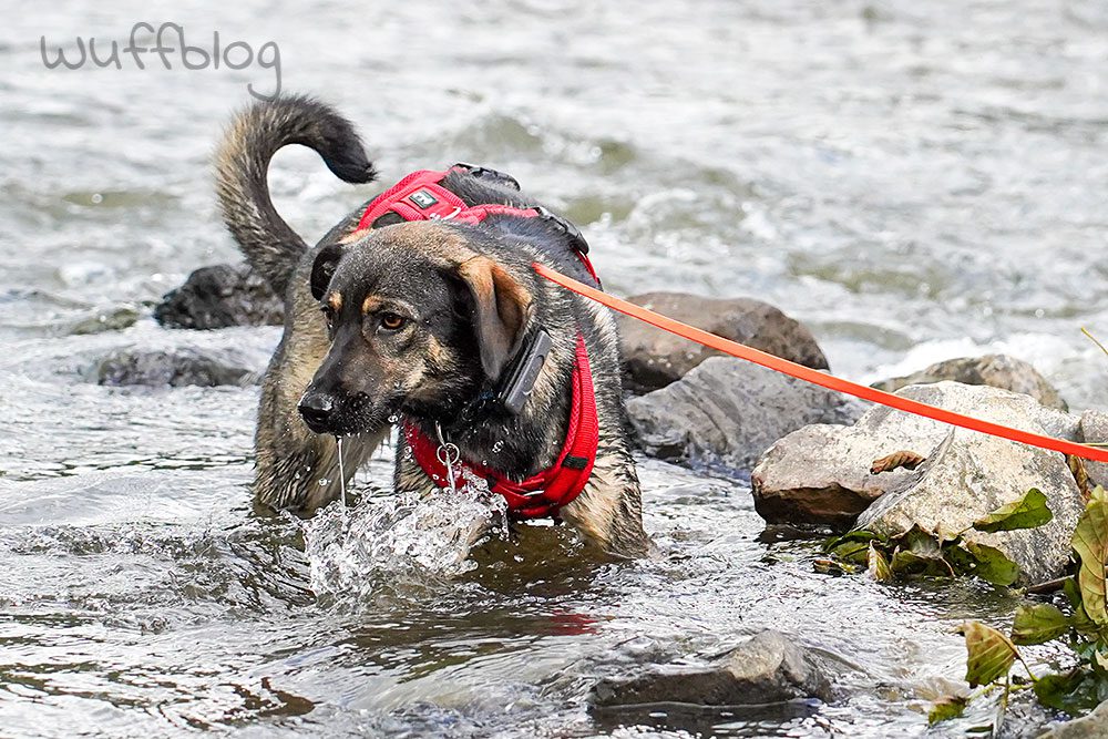 Bonnie badet im Fluss
