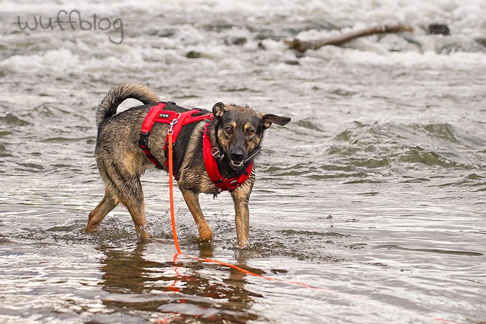 Bonnie im Fluss