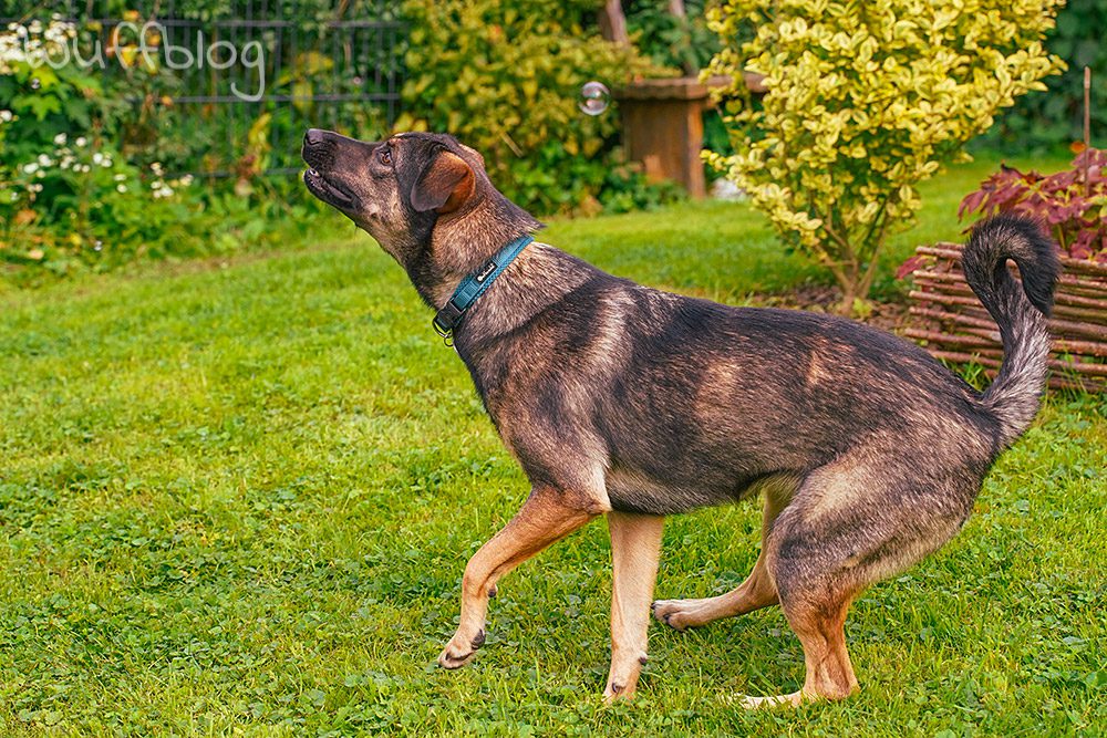 Unser Hund Bonnie spielt mit Seifenblasen