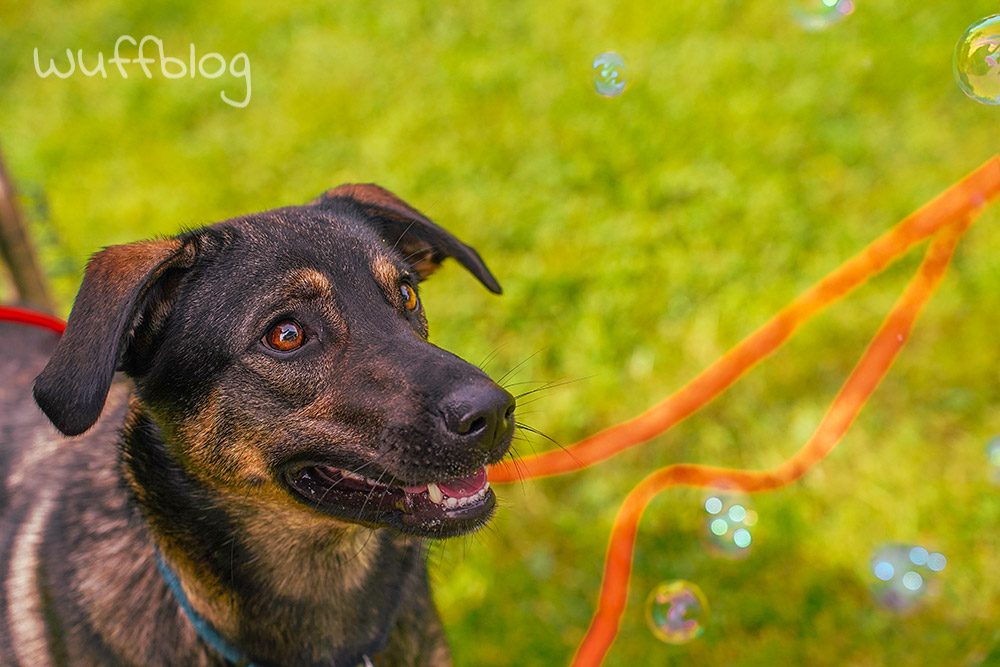 Unser Hund Bonnie spielt mit Seifenblasen