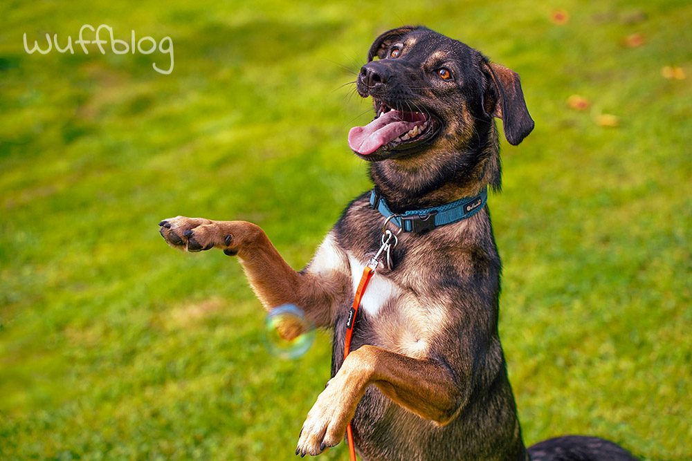 Unser Hund Bonnie macht Tricks