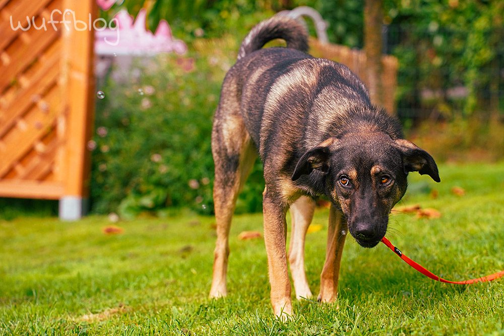 Unser Hund Bonnie spielt im Garten