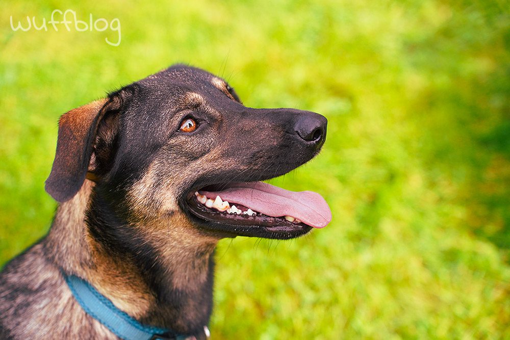 Unser Hund Bonnie