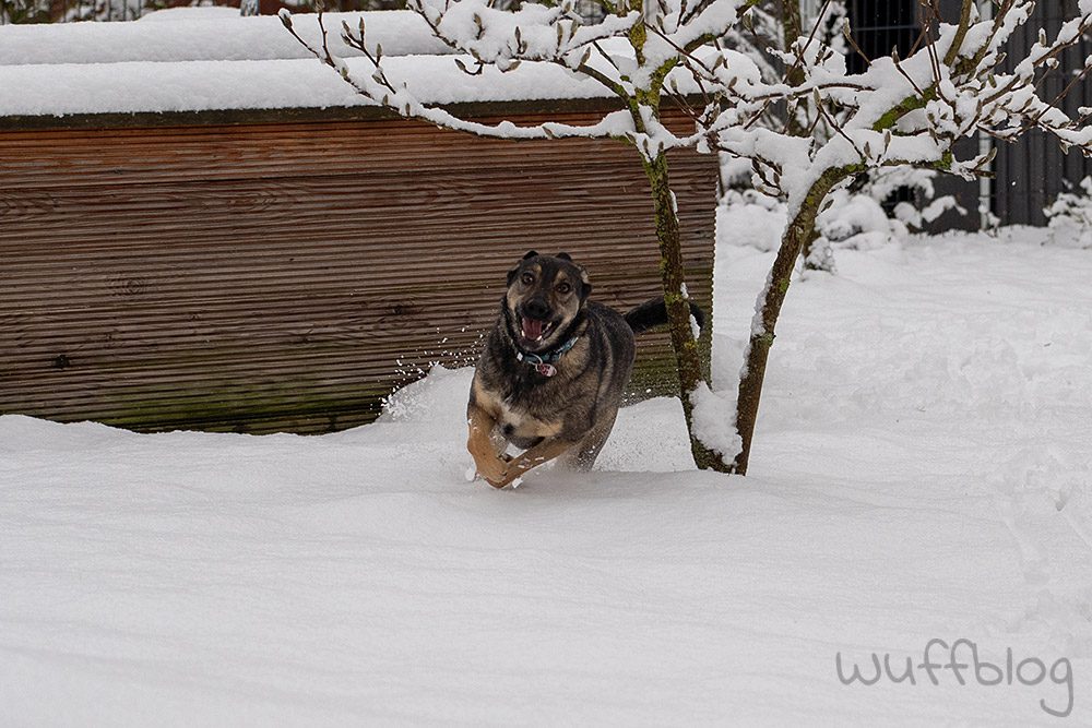 Hund im Schnee - Bonnie im Januar 2024
