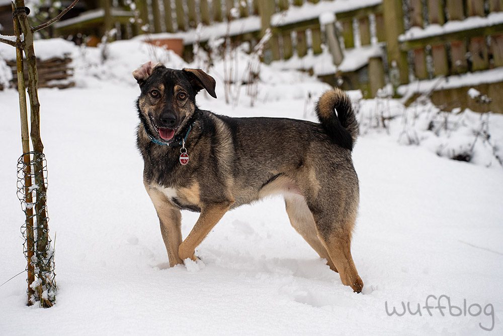 Hund im Schnee - Bonnie im Januar 2024