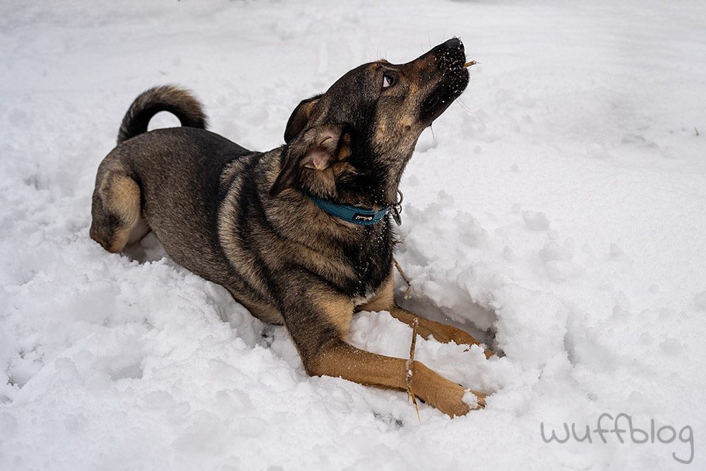 Hund im Schnee - Bonnie im Januar 2024