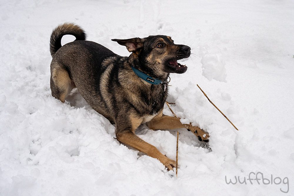 Hund im Schnee - Bonnie im Januar 2024