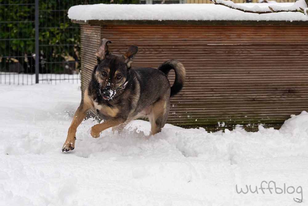 Hund im Schnee - Bonnie im Januar 2024