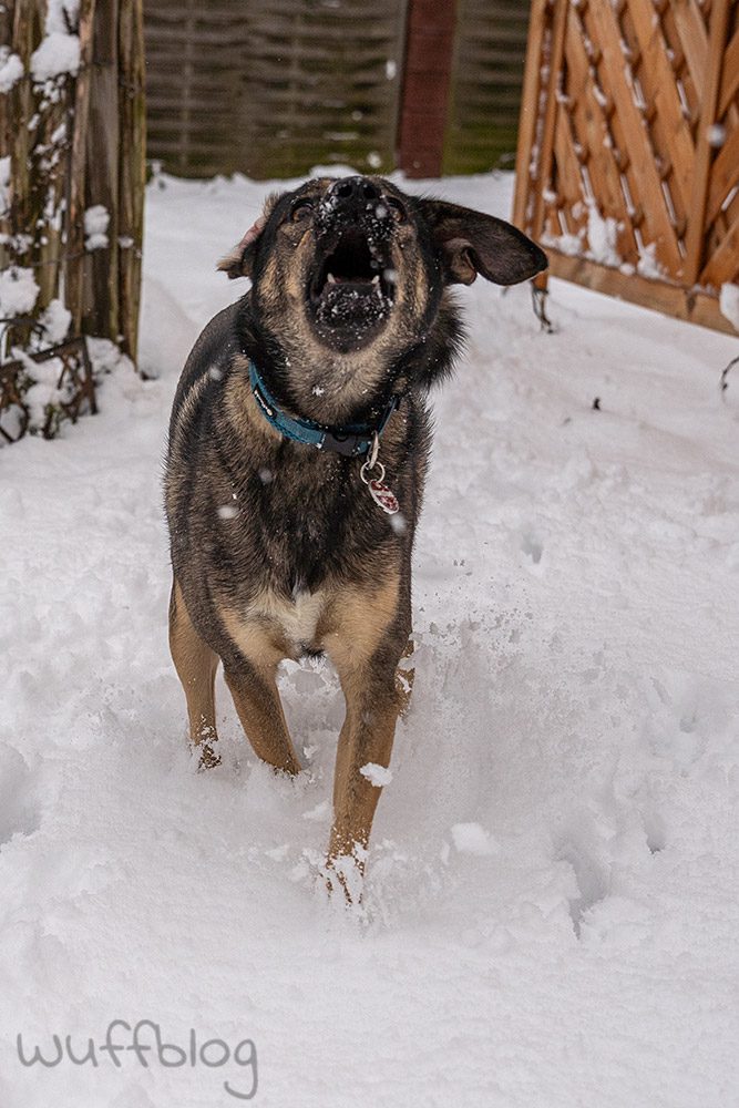 Hund im Schnee - Bonnie im Januar 2024