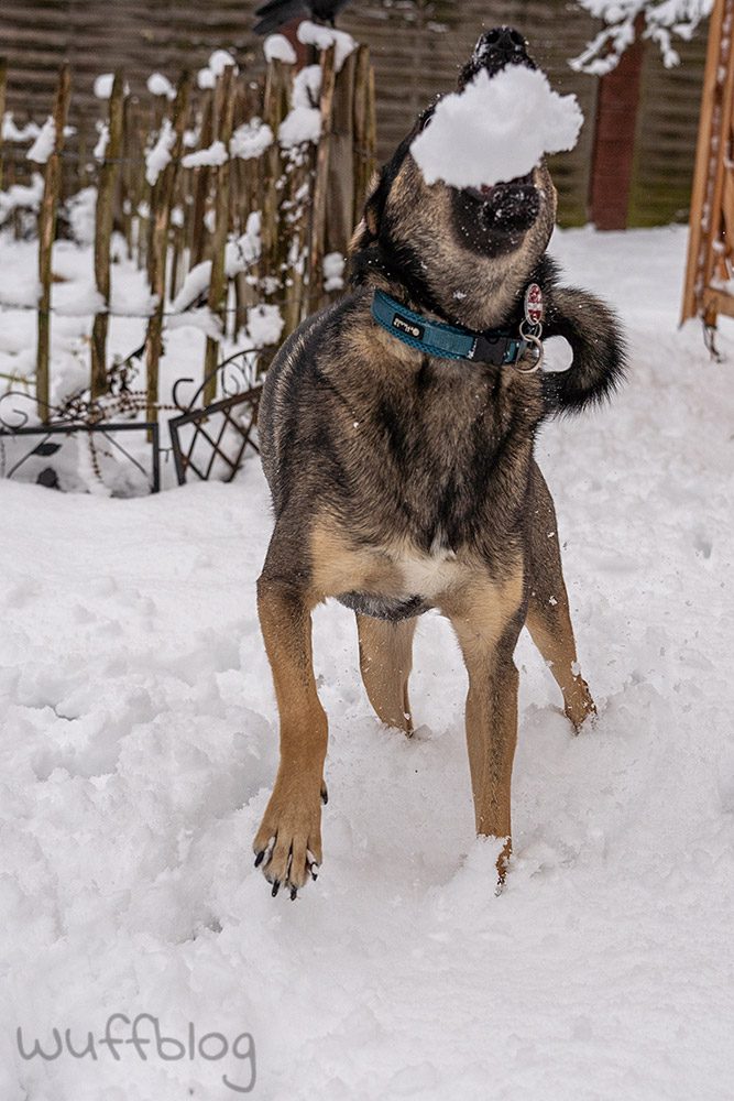 Hund im Schnee - Bonnie im Januar 2024