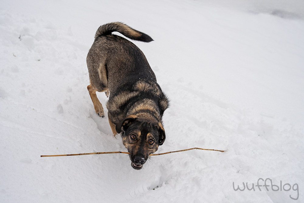 Hund im Schnee - Bonnie im Januar 2024