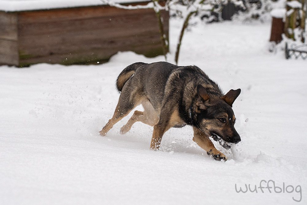 Hund im Schnee - Bonnie im Januar 2024